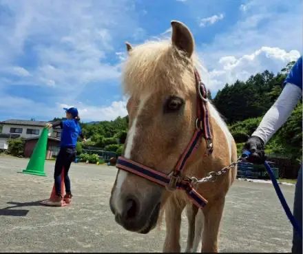 ポニーセラピー体験